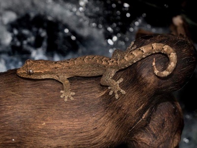 Mourning gecko