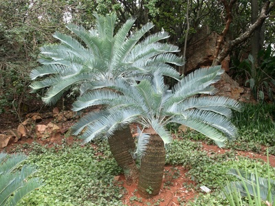 Mpumalanga Cycad