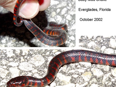 Mud Snake