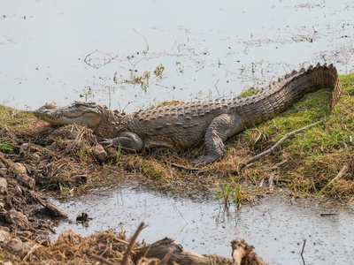 Mugger Crocodile