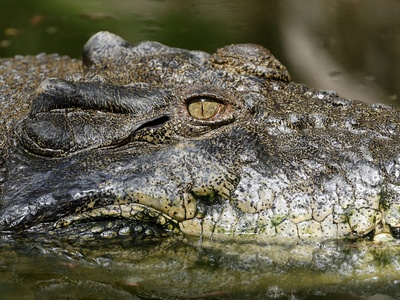 Mugger Crocodile