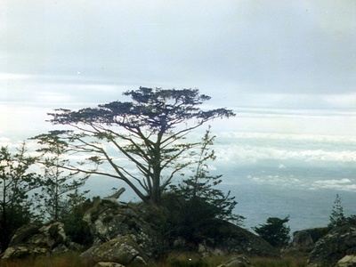 Mulanje Cedar