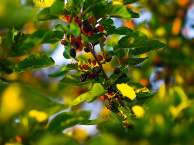 Mulberry