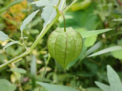 Mullaca