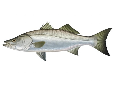 Mulloway