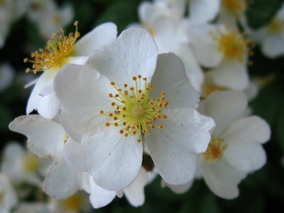 Multiflora Rose