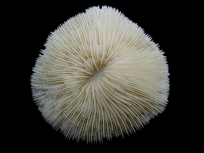 Mushroom Coral