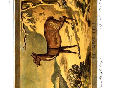 Musk Deer