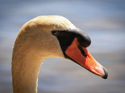Mute swan