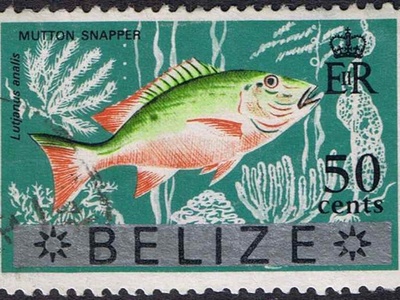 Mutton Snapper