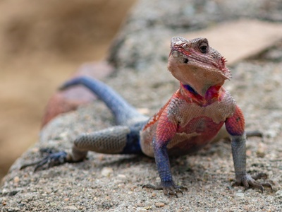 Mwanza Flat-headed Rock Agama