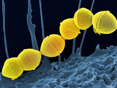 Myxobacteria
