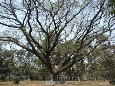 Nakamol Tree