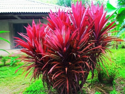 Nakangas