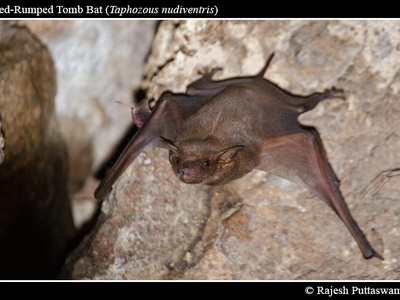 Naked-rumped Tomb Bat