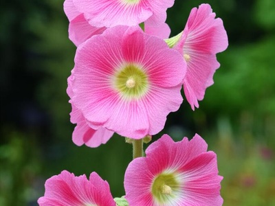 Naked-stemmed Hollyhock