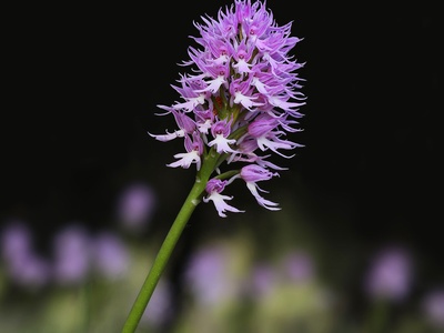 Naked Man Orchid