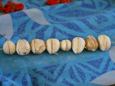 Nangai Nut