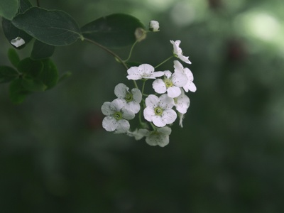Nannyberry