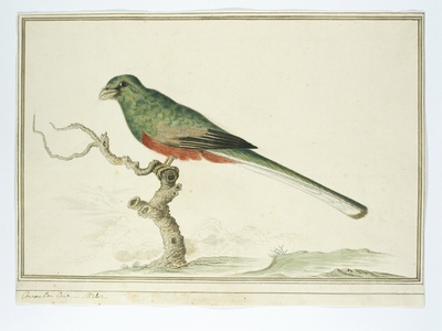Narina Trogon