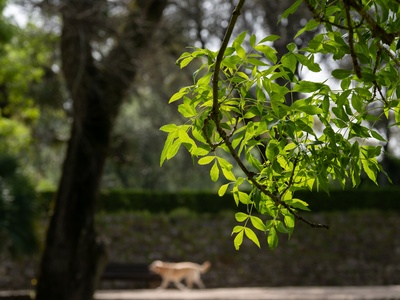 Narrow-leaved ash