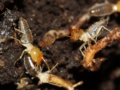 Nasute Termite