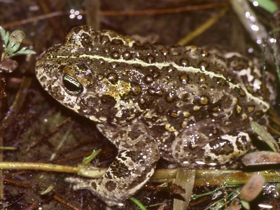 Natterjack toad