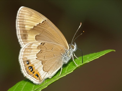 Neiba Calisto