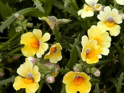 Nemesia