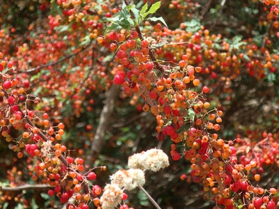 Nevin's Barberry