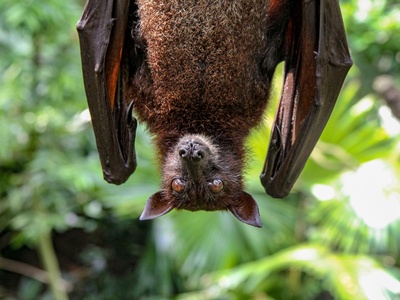 New Guinea Big-eared Bat