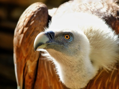 New Guinea Harpy Eagle