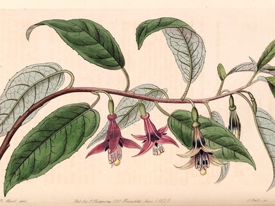 New Zealand Fuchsia
