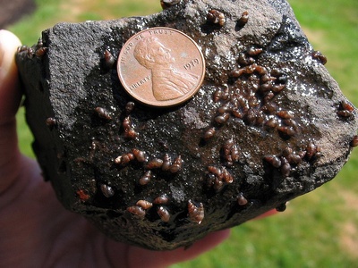 New Zealand Mudsnail