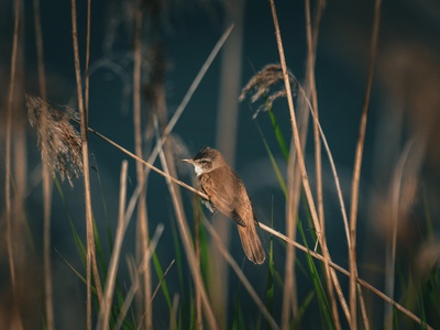 Nightingale Reed-warbler