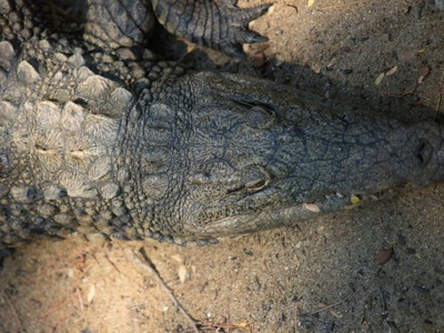 Nile Crocodile