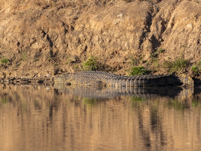Nile Crocodile