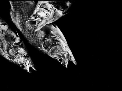 Nile perch