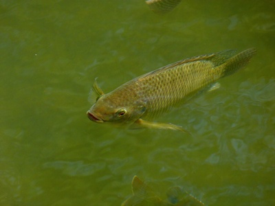Nile tilapia