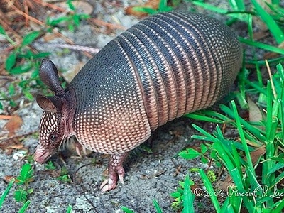 Nine-banded armadillo