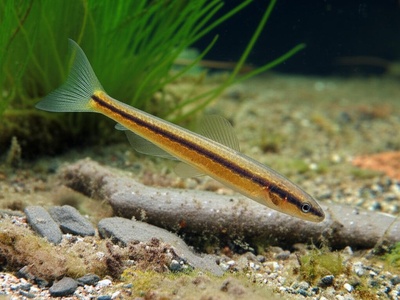 Nine-spined stickleback