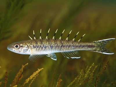 Nine-spined stickleback