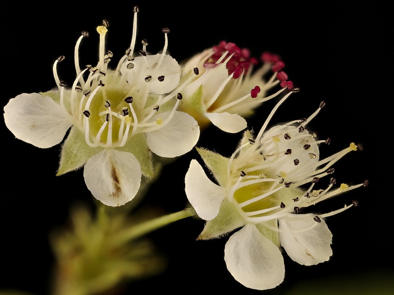 Shrub Examples - Flora Fauna Fun