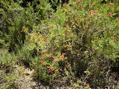 Nitre bush
