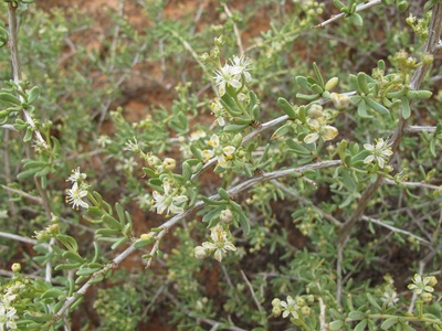 Nitre bush