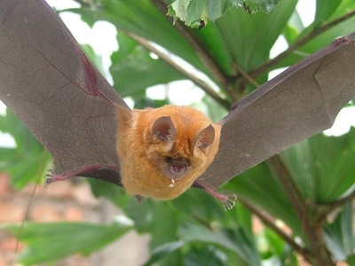 Noack's Roundleaf Bat