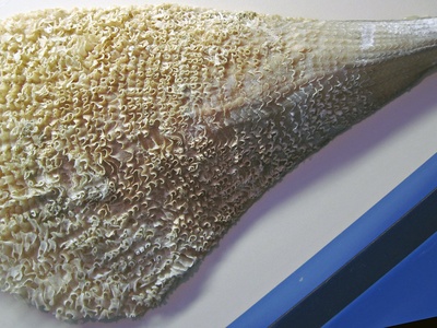 Noble Pen Shell