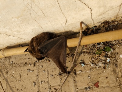 Noctule