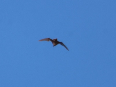 Noctule Bat