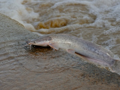 North African catfish